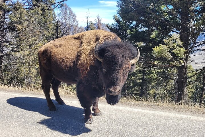 Northern Yellowstone Safari from Cody, WY - Photo 1 of 10